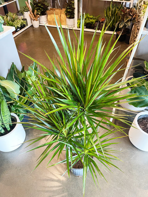 Dracaena Marginata Cane