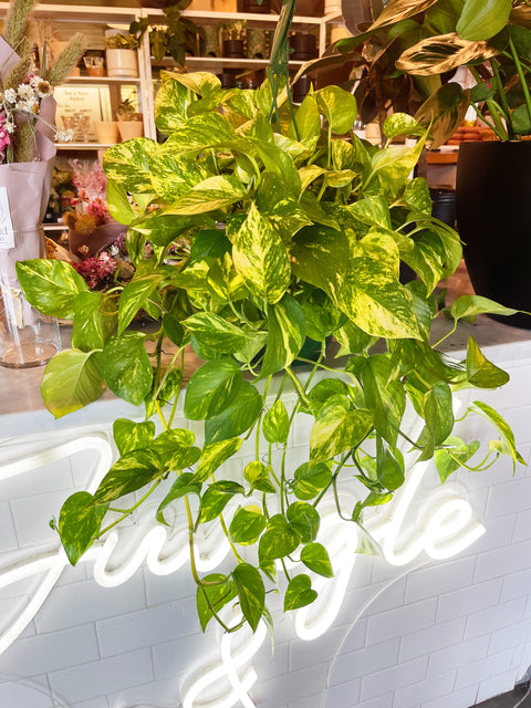 Pothos Golden
