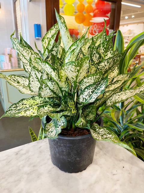 Aglaonema Spring Snow