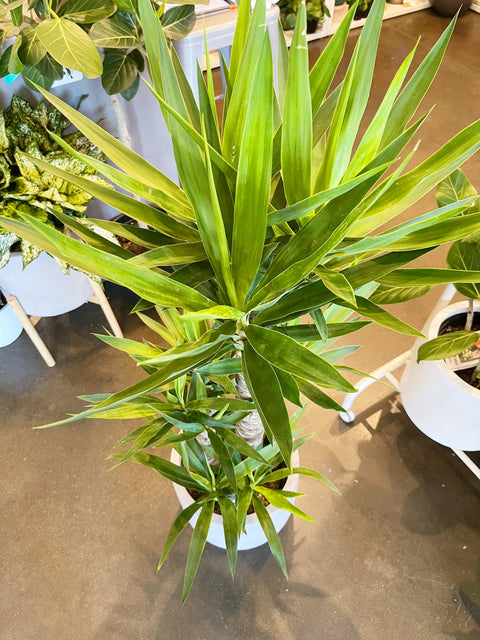 Yucca Cane