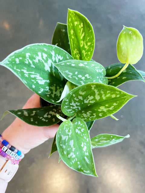 Scindapsus Picta Silver Ann
