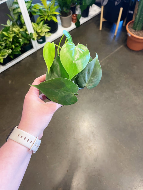 Philodendron Cordatum