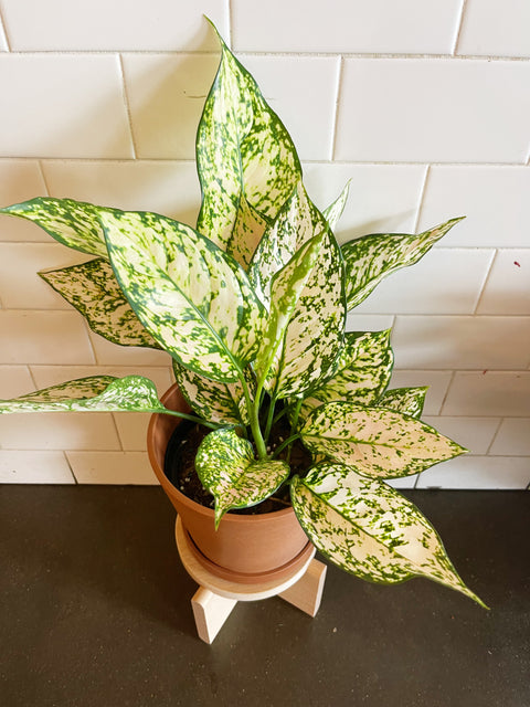 Aglaonema Pink Princess Etta Rose