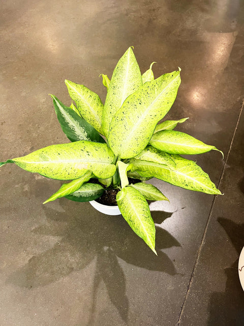 Dieffenbachia Camouflage