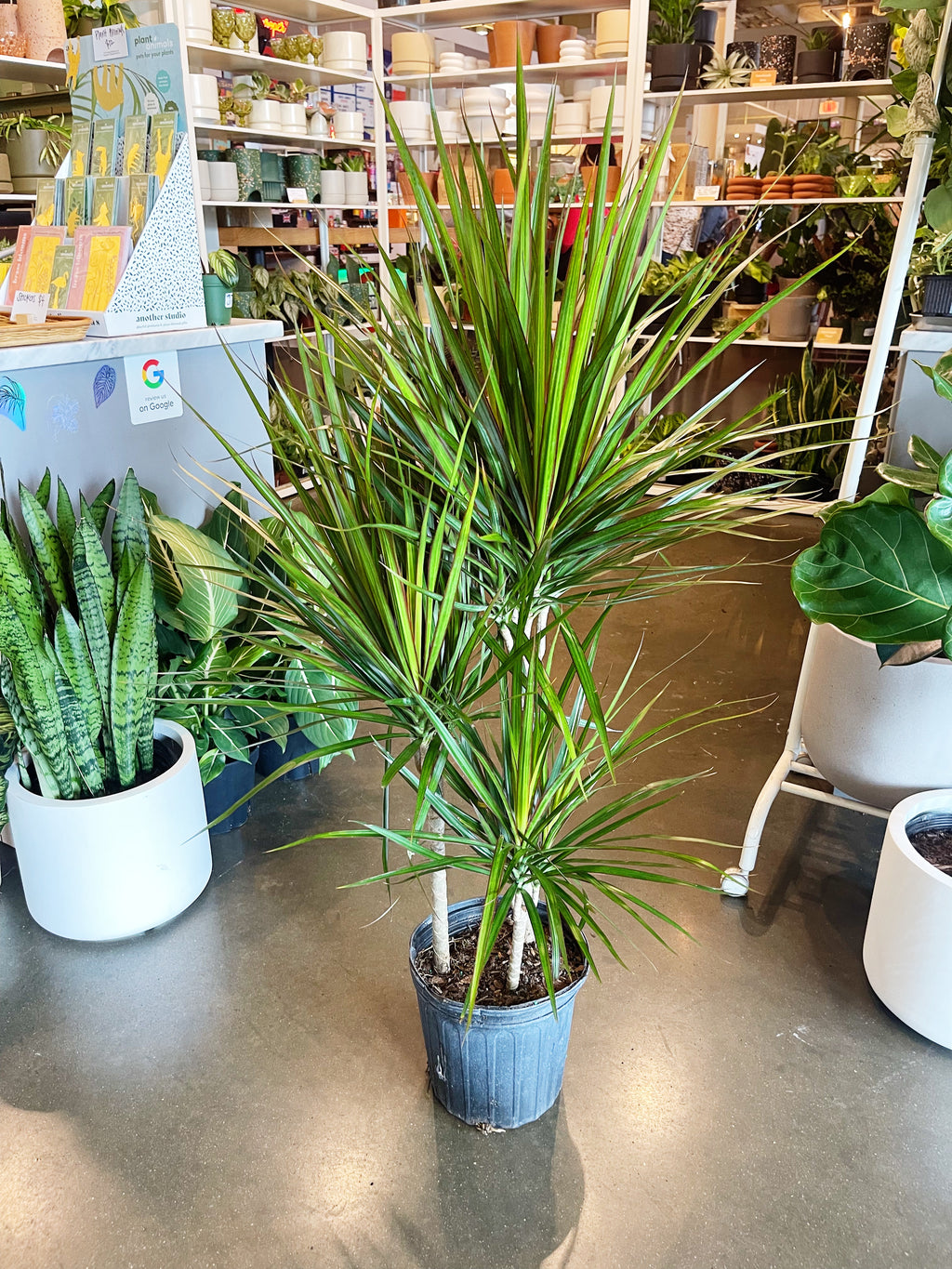 dracaena 'marginata sunray Dracaena Marginata Cane