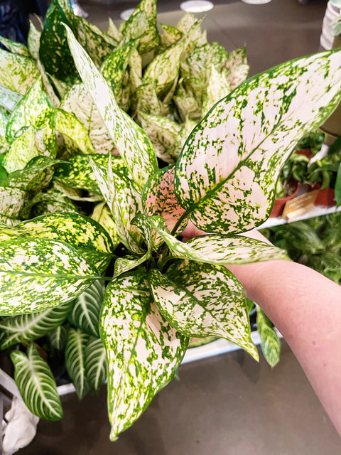 Aglaonema Pink Princess Etta Rose