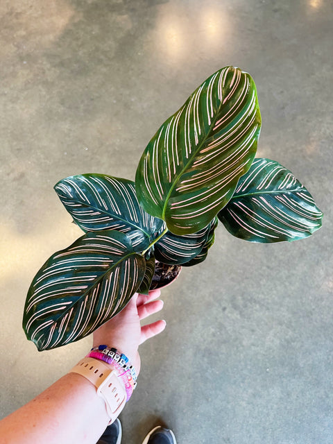 Calathea Ornata