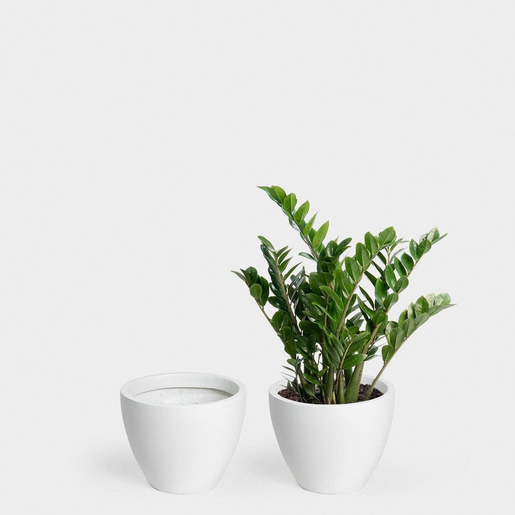 Kent Planter Jungle & Loom