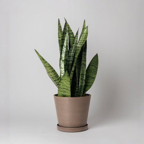 Tapered Planter with Tray