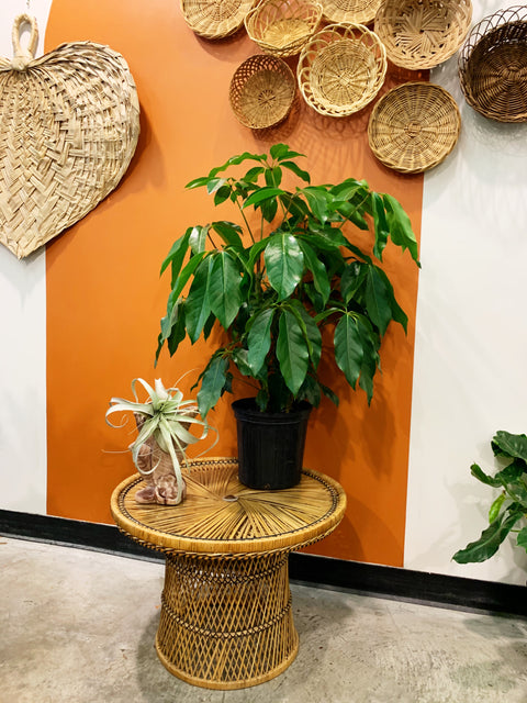 Vintage Wicker Side Table Plant Stand