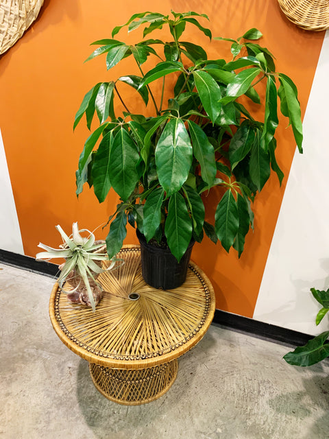 Vintage Wicker Side Table Plant Stand