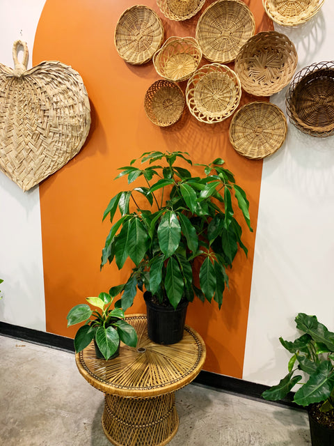 Vintage Wicker Side Table Plant Stand