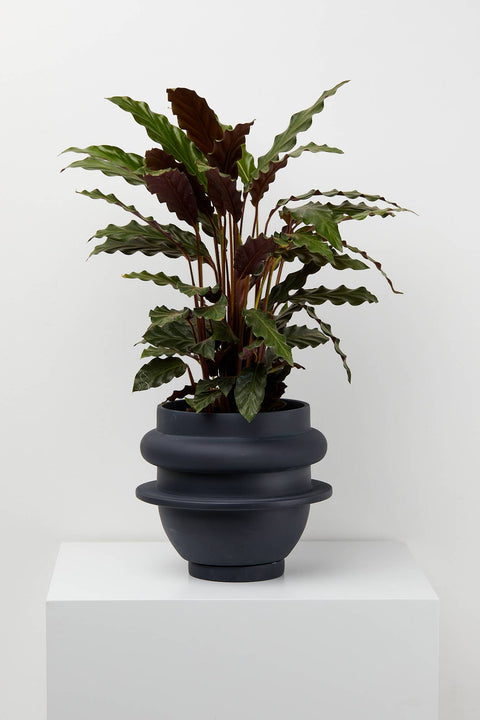Bud Planter