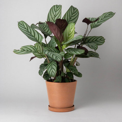 Tapered Planter with Tray