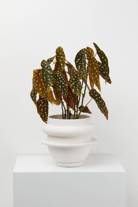 Bud Planter