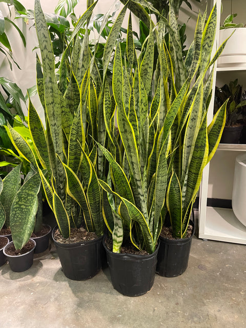 Sansevaria Laurentii