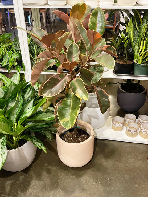 Ficus Elastica Ruby