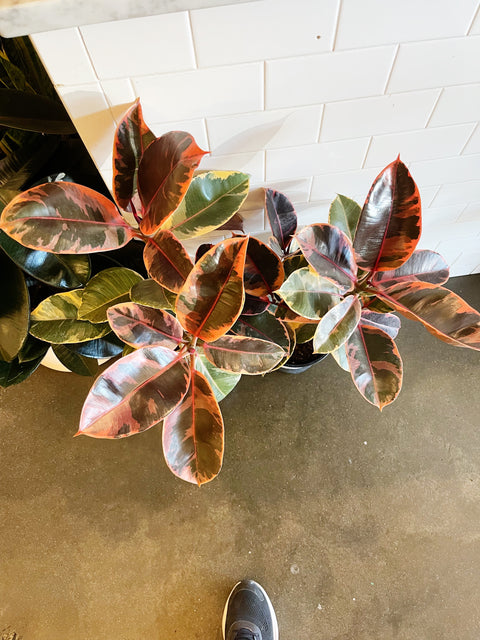 Ficus Elastica Ruby