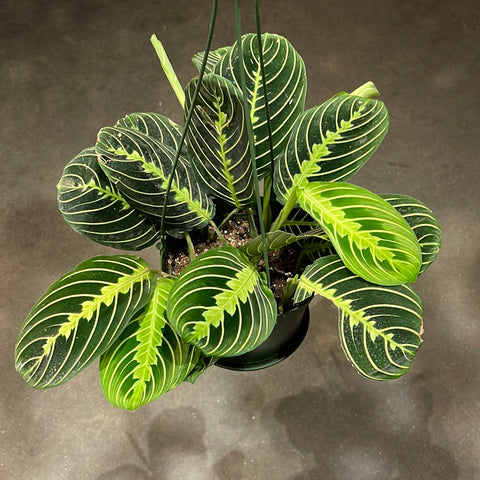 Maranta Lemon Lime