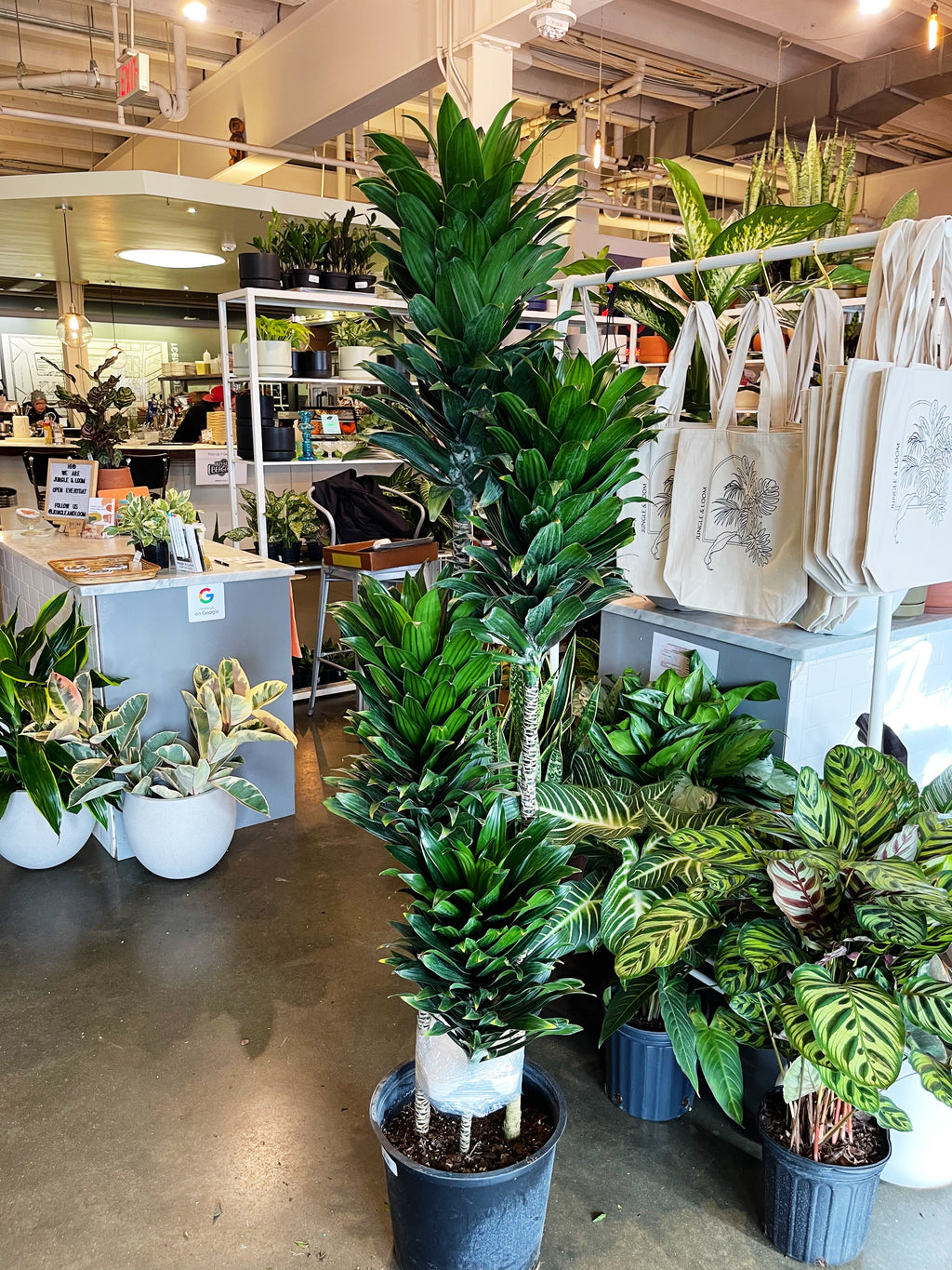 dracaena janet craig where to buy Dracaena Janet Craig Compacta