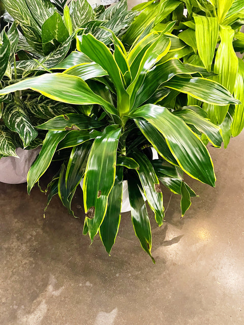 Dracaena Art Cane