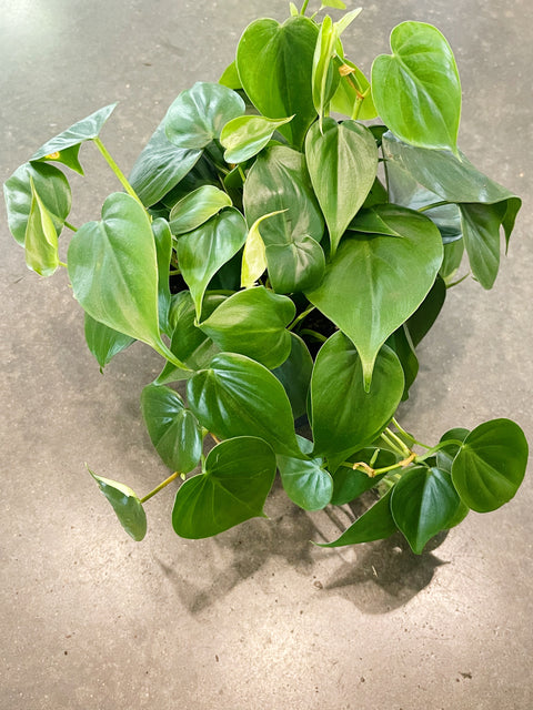 Philodendron Cordatum