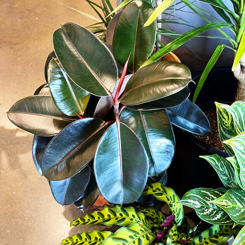 Ficus Elastica Burgundy