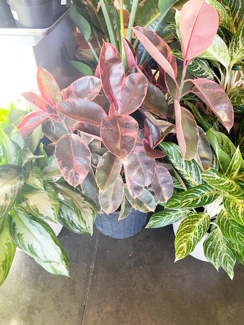 Ficus Elastica Ruby