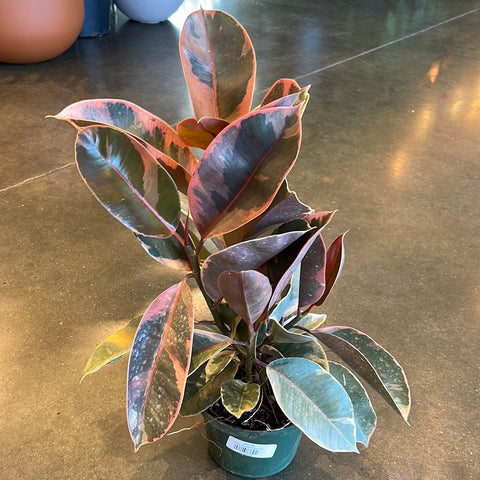 Ficus Elastica Ruby