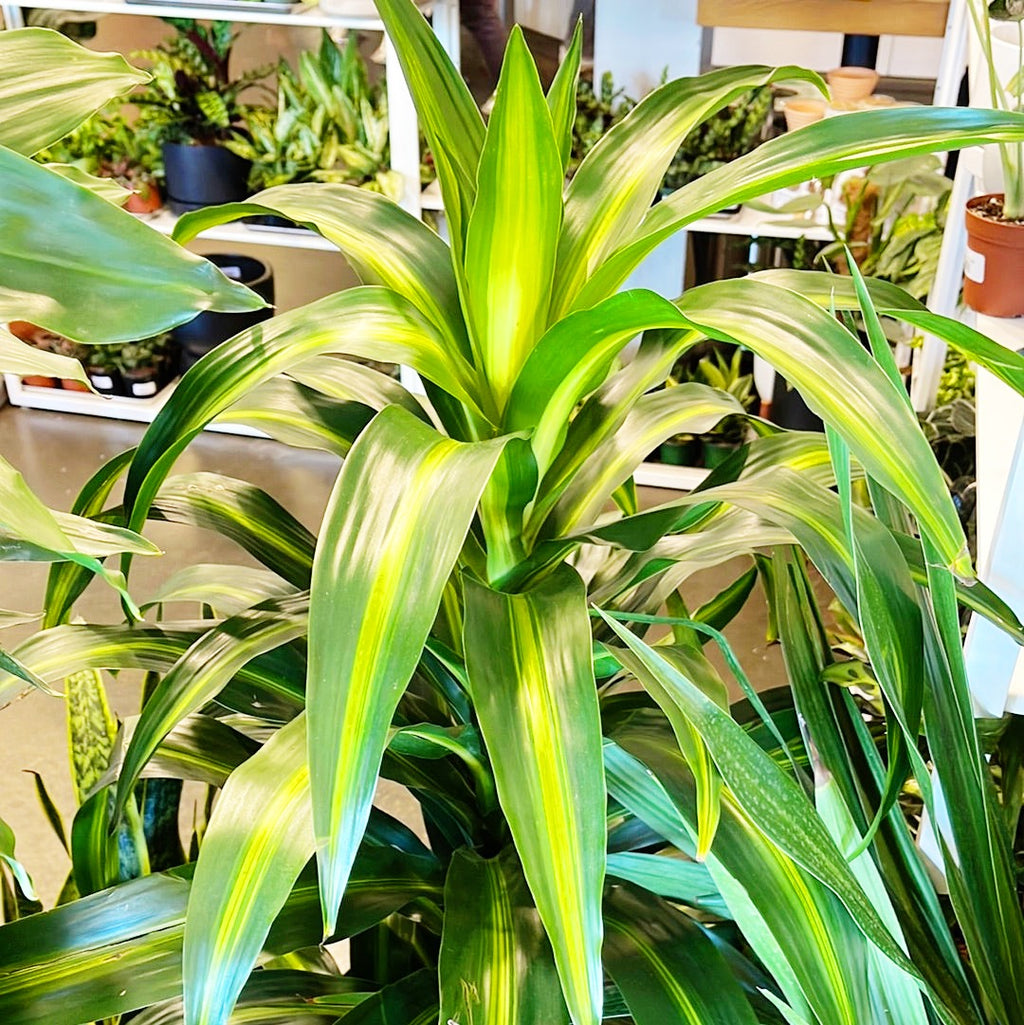 Dracaena Hawaiian Sunshine – Jungle & Loom