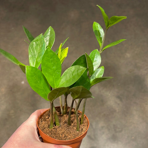 ZZ Plant