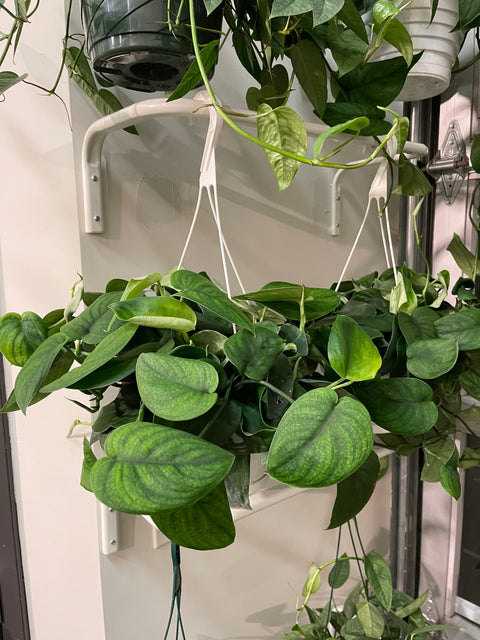 Scindapsus Green Satin