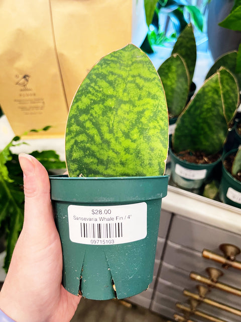 Sansevaria Victoria