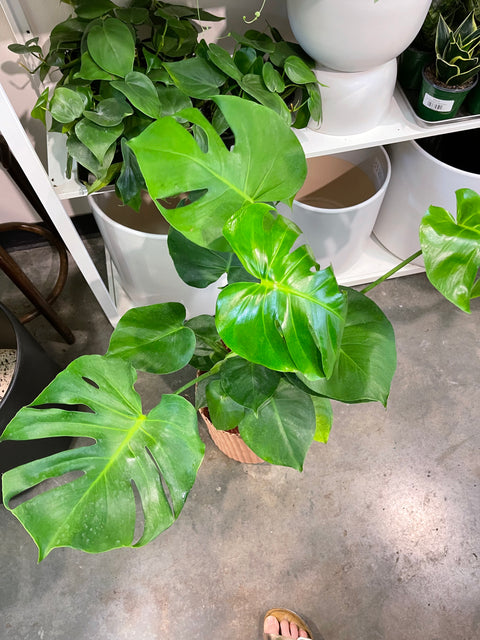 Monstera Deliciosa
