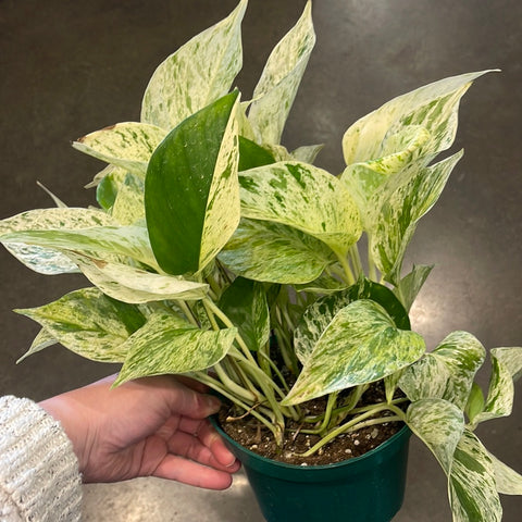 Pothos Marble Queen