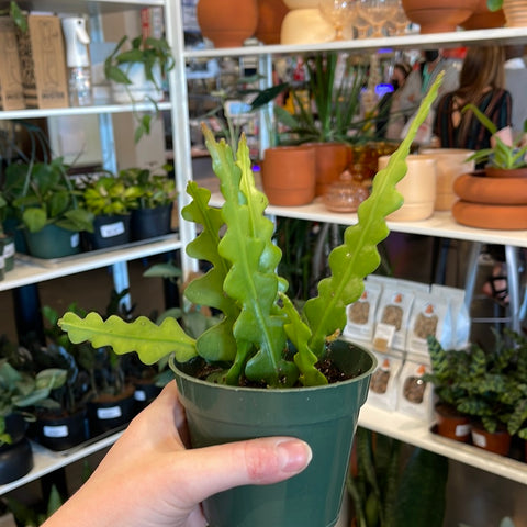 Epiphyllum Fishbone Cactus (Jungle Cactus)