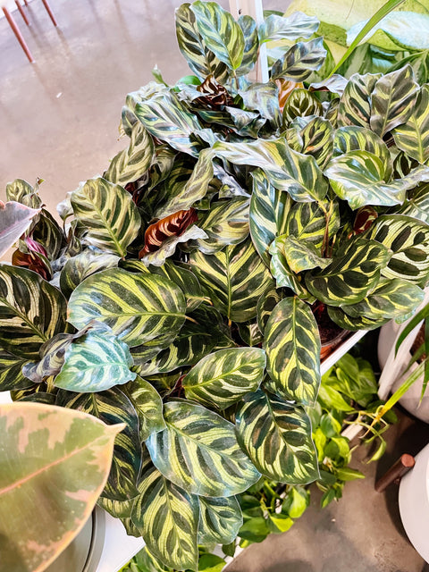 Calathea Makoyana