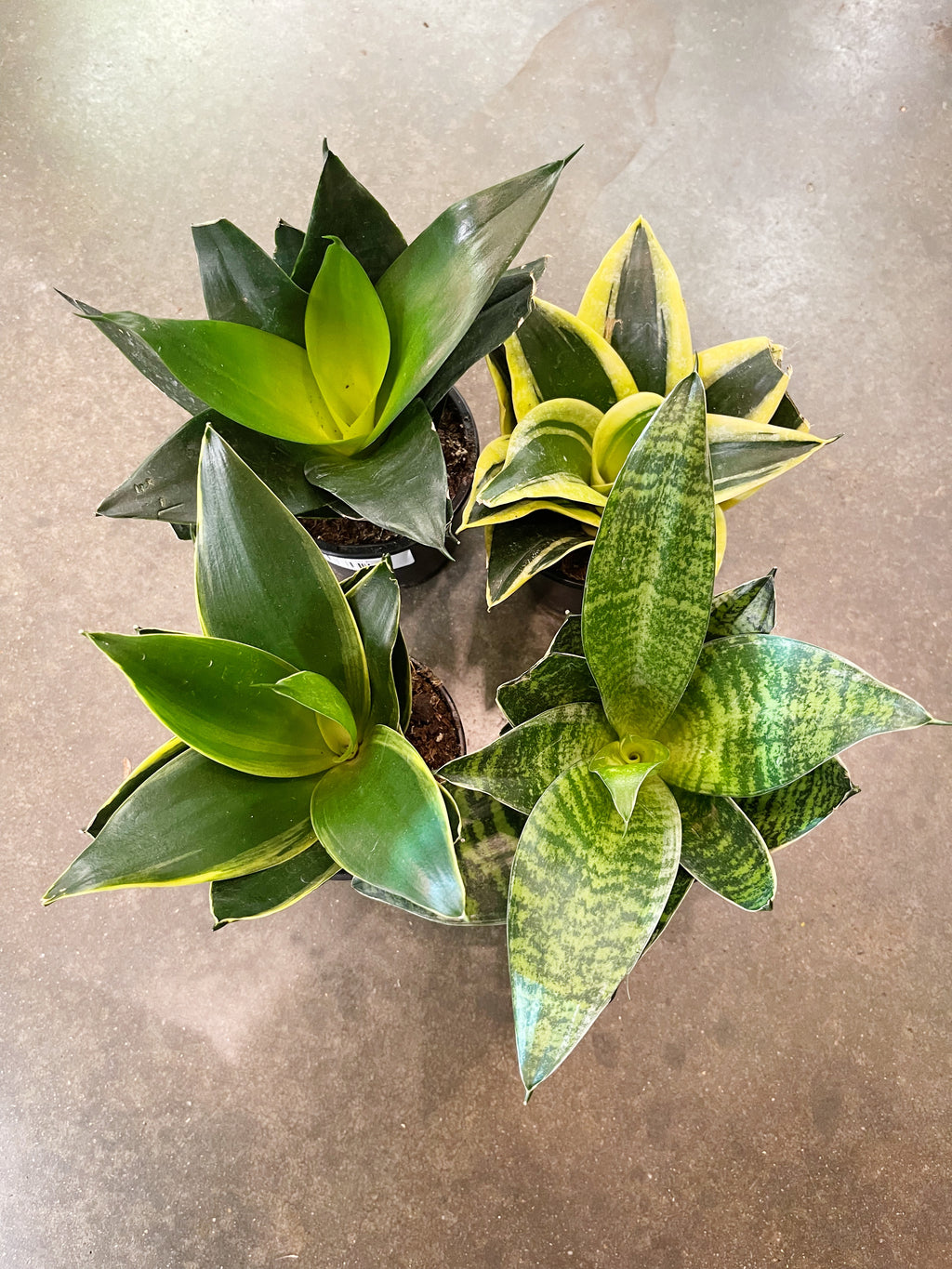 Sansevaria Star Power – Jungle & Loom