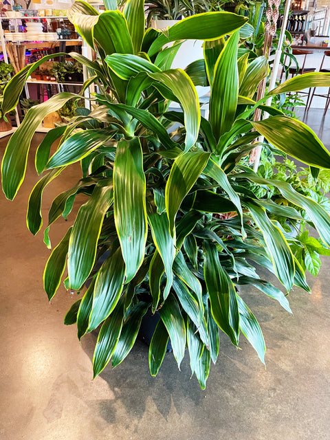 Dracaena Art Cane
