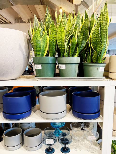 Sanseveria Superba Futura