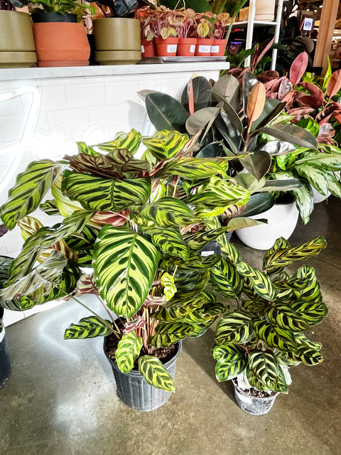 Calathea Makoyana