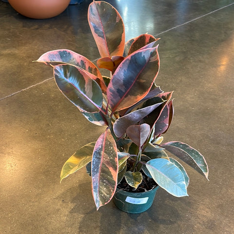 Ficus Elastica Ruby