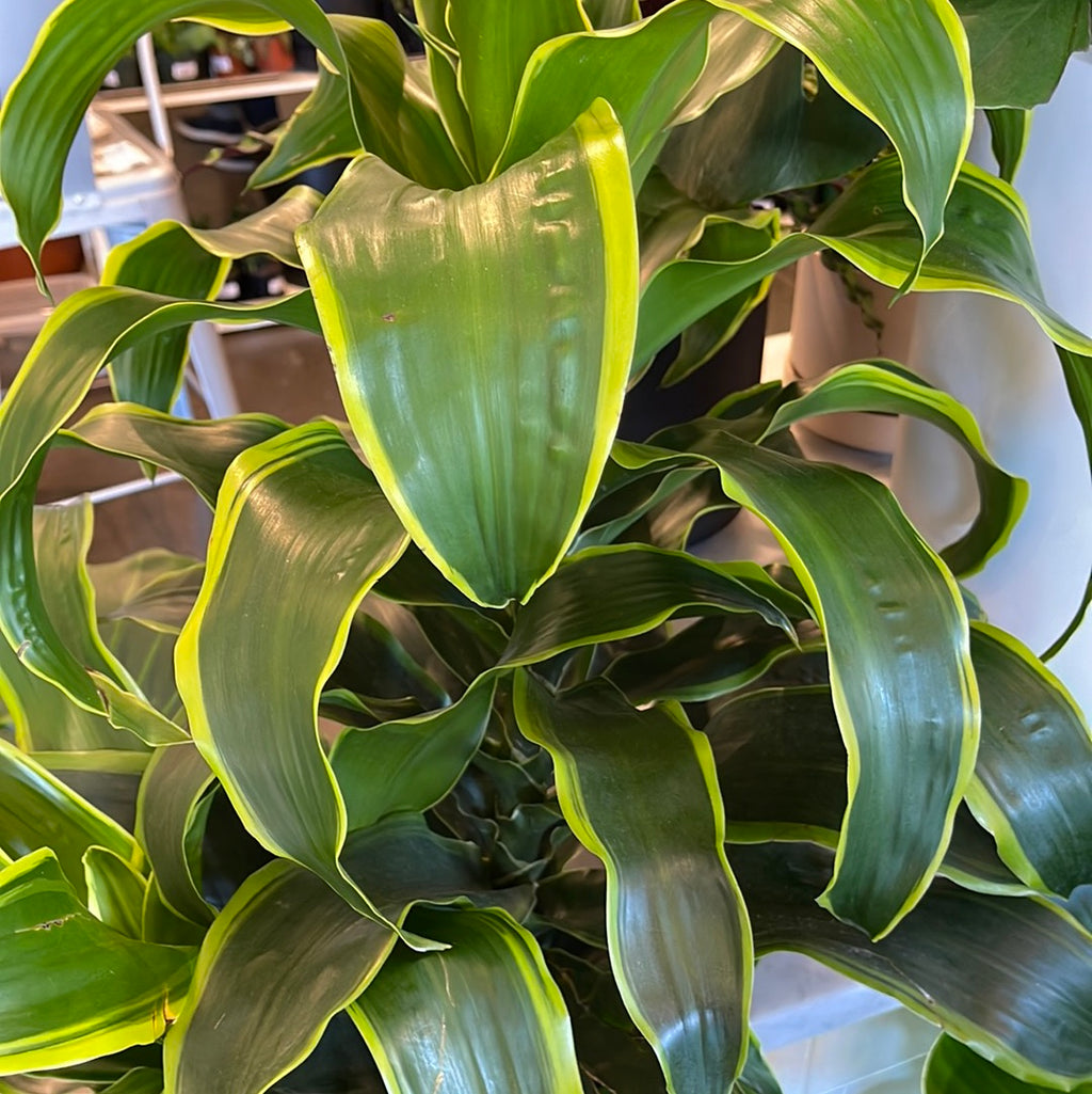 vigoro dracaena dorado Dracaena Dorado Cane