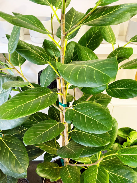 Ficus Audrey