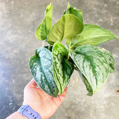Scindapsus Exotica