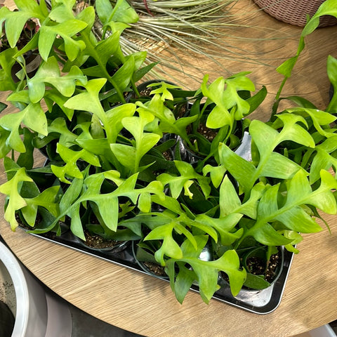 Sharkstooth Fern (Selenicereus Jungle Cactus)