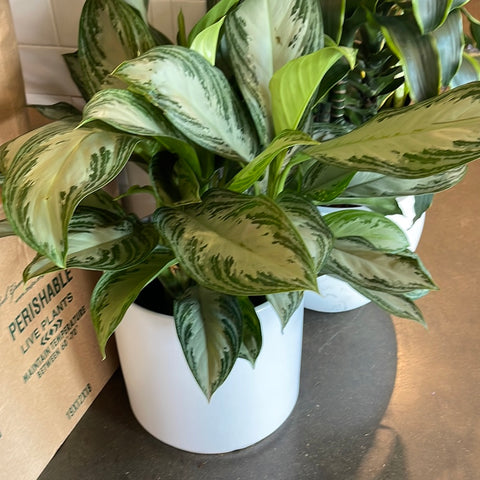 Aglaonema Silver Bay