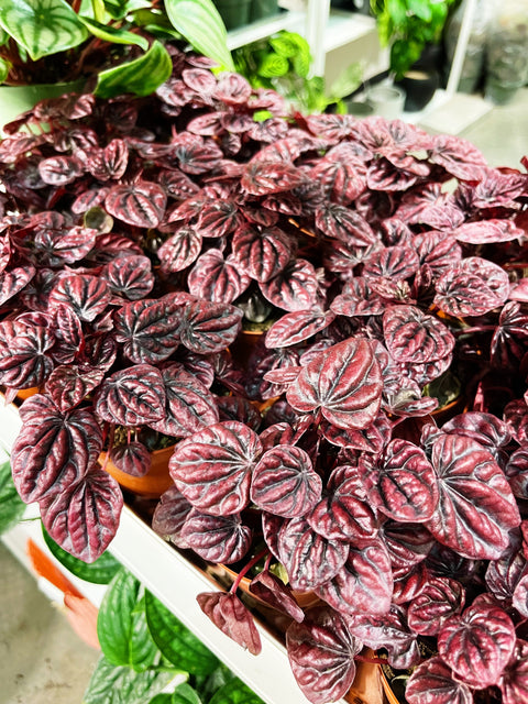 Peperomia Schumi Red Ripple