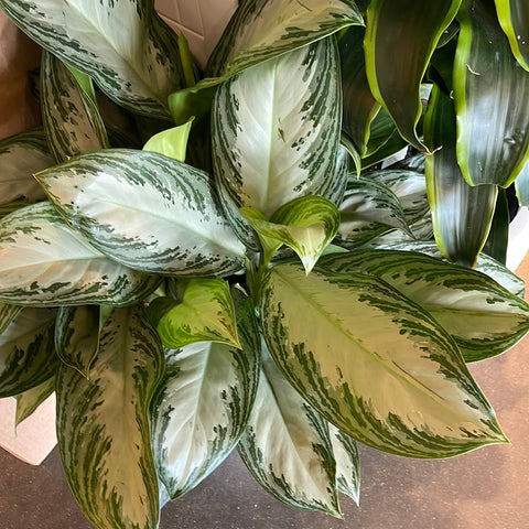 Aglaonema Silver Bay