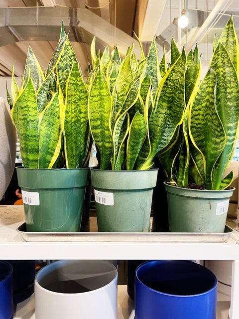 Sanseveria Superba Futura